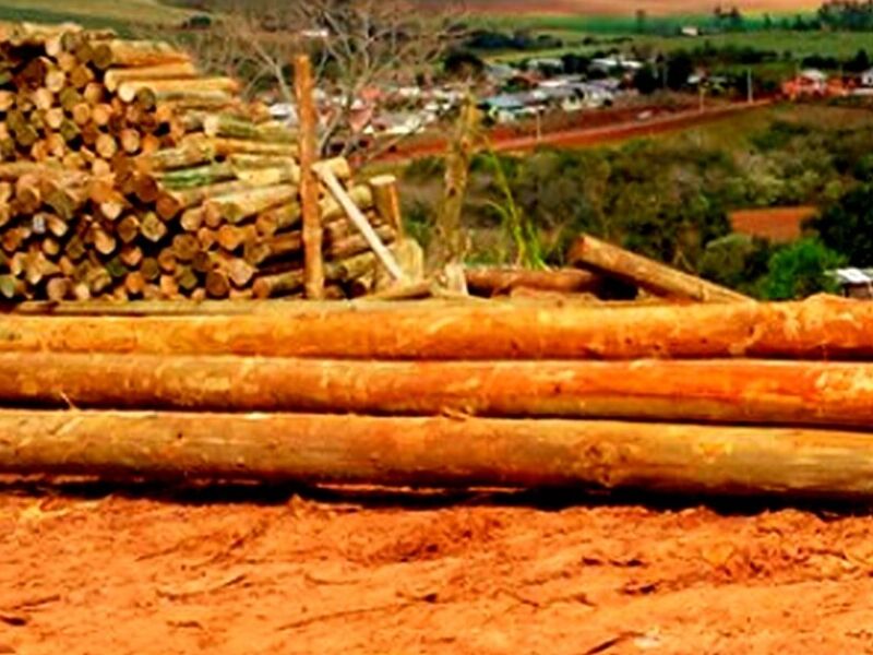 Tablones de Madera Jalisco