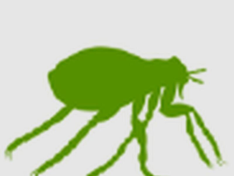 Fumigación pulgas México
