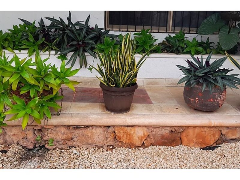 Servicio jardinería Guadalajara