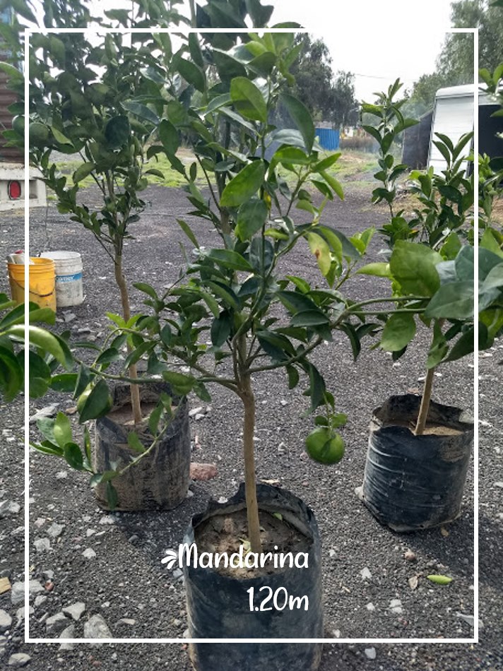 Siembra de plantas frutales Mexico