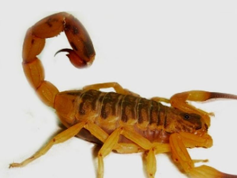 Fumigación Alacranes México