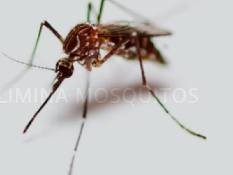 Fumigación Mosquito México