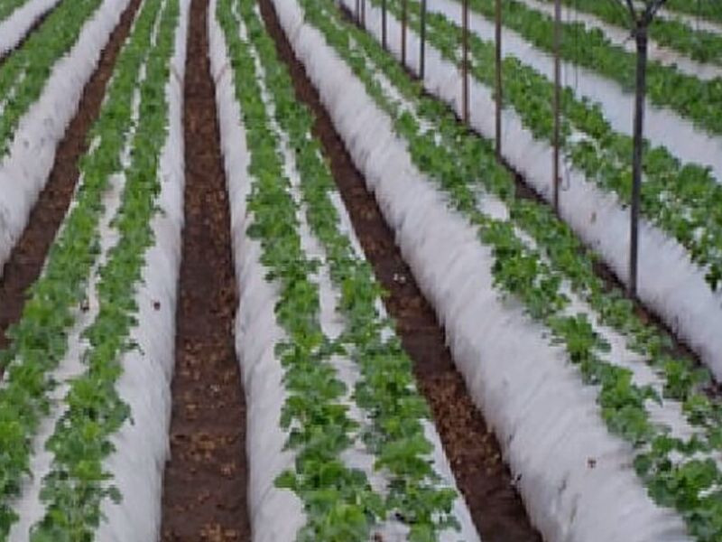 Bioestimulantes México