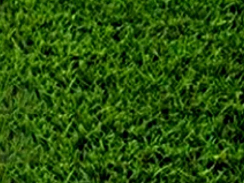 Pasto Bermuda Sahaverde Mexico