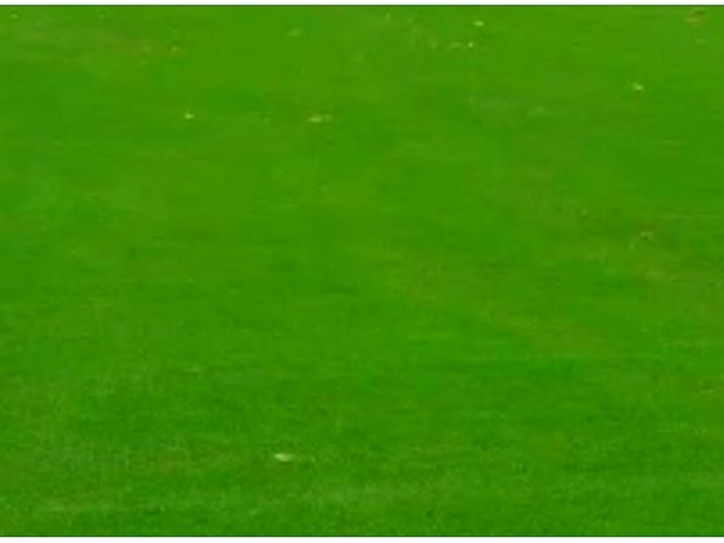 Pasto Poa Trivialis Mexico