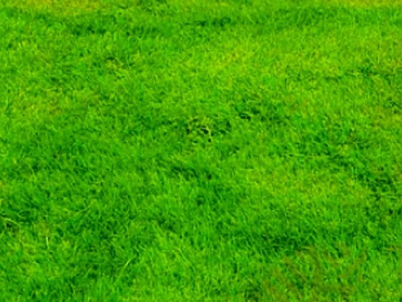 Pasto Poa trivialis CDMX