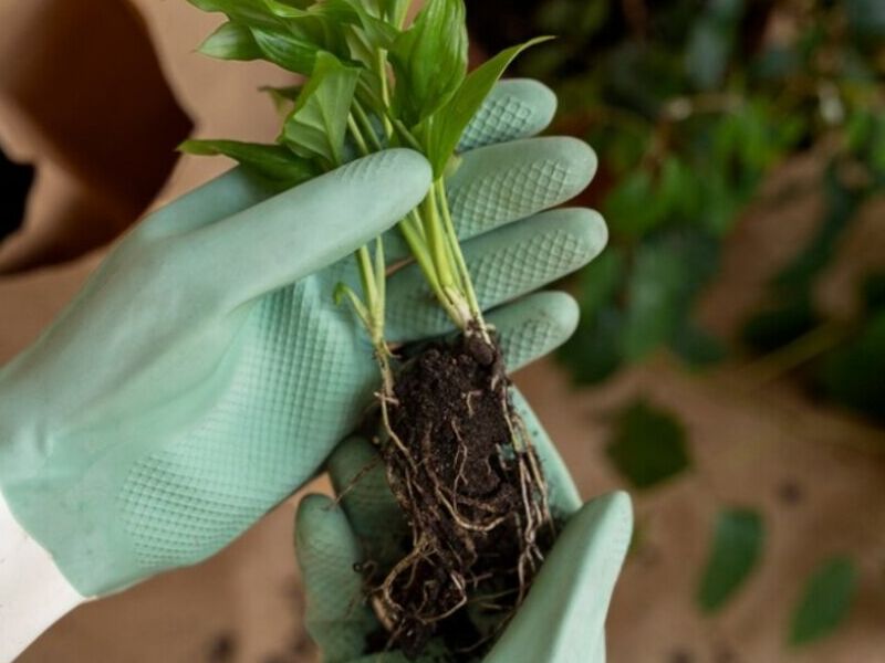 Fertilización Plantas México