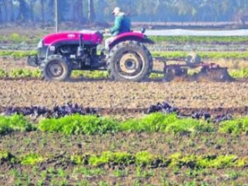 Movimientos tierras plantaciones México