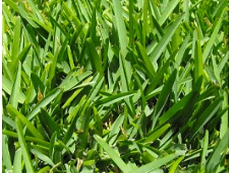 Pasto San Agustín México