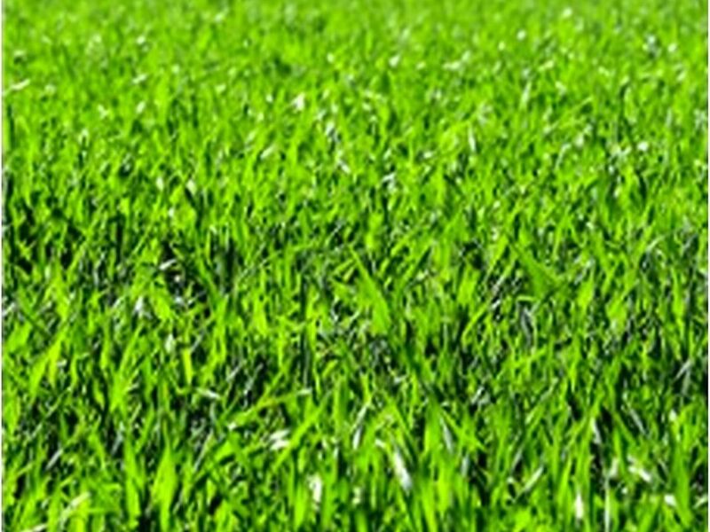 Pasto Bermuda México
