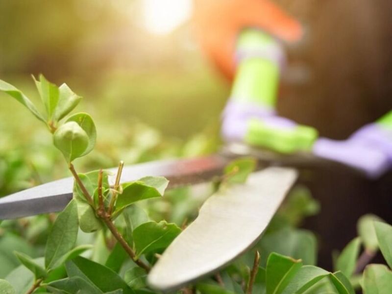 Mantenimiento Jardines México