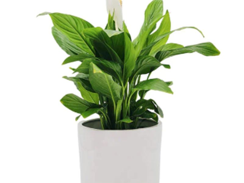 Cilindro 15cm Unicolor