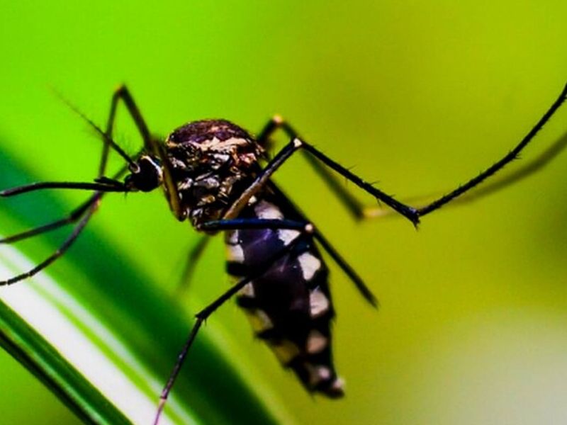 Fumigación Insectos México