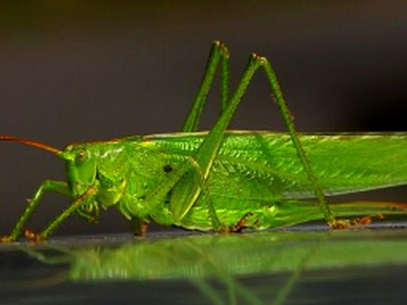 Fumigación Saltamontes México