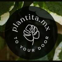 Plantita MX