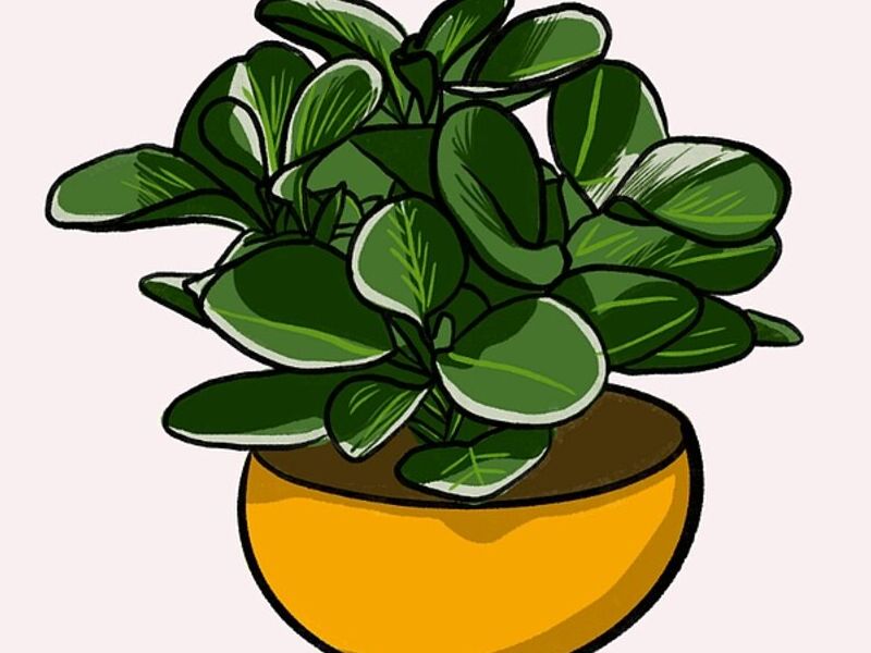 Peperomia Sandía Méxica 