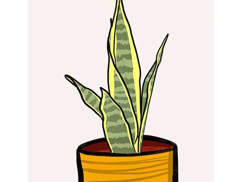 Sansevieria México 