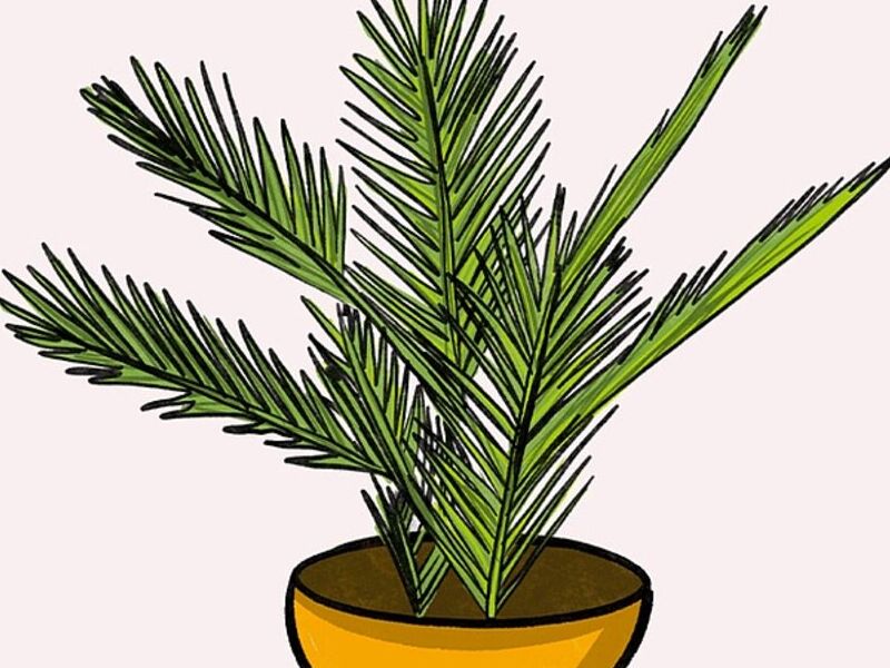Areca México 