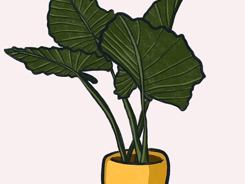 Hoja Elegante México 