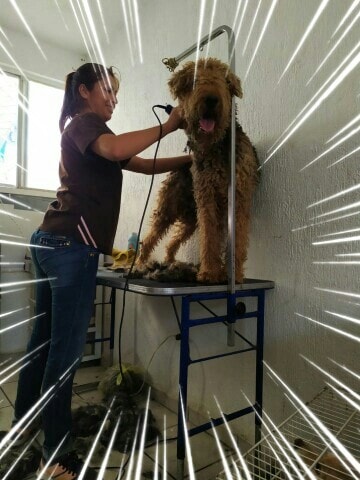 Kit de baño canino Mexico