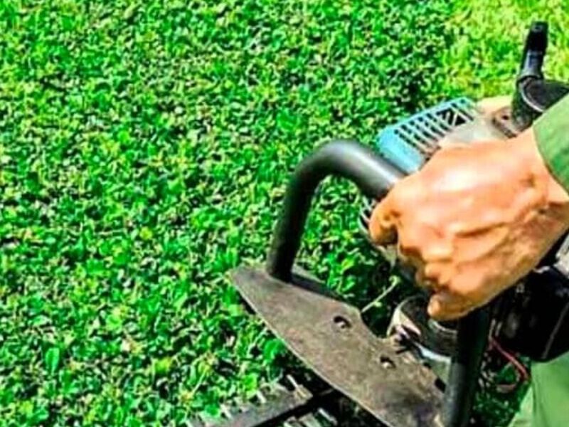 Servicio jardinería general Mexico