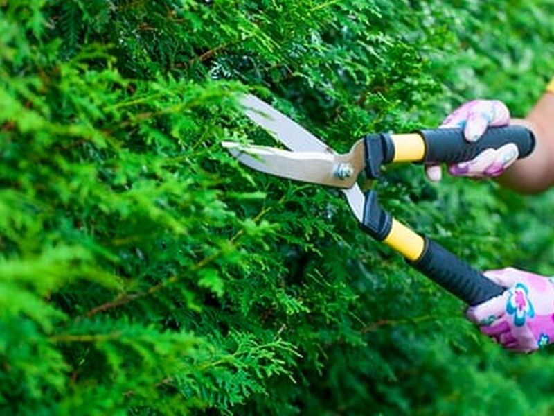 Servicio Jardinería Veracruz