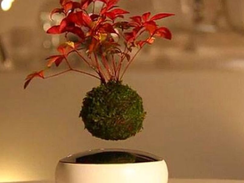 Bonsai Mexico