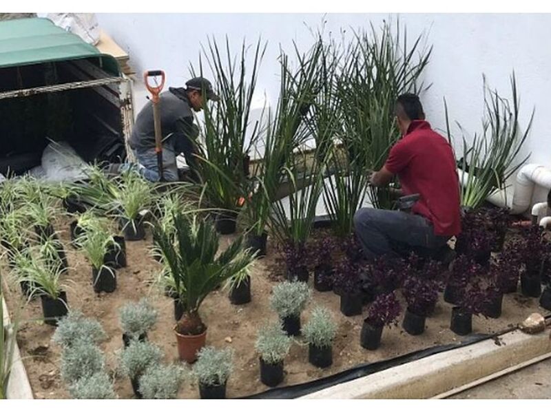 Mantenimiento de Jardines Corporativos Mexico