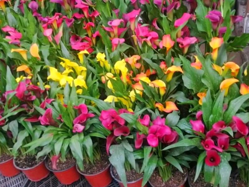 Diseño de jardines pequeños México