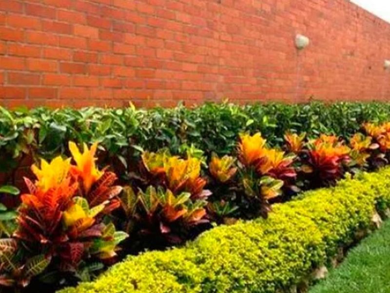 Diseño  jardines Plantas México