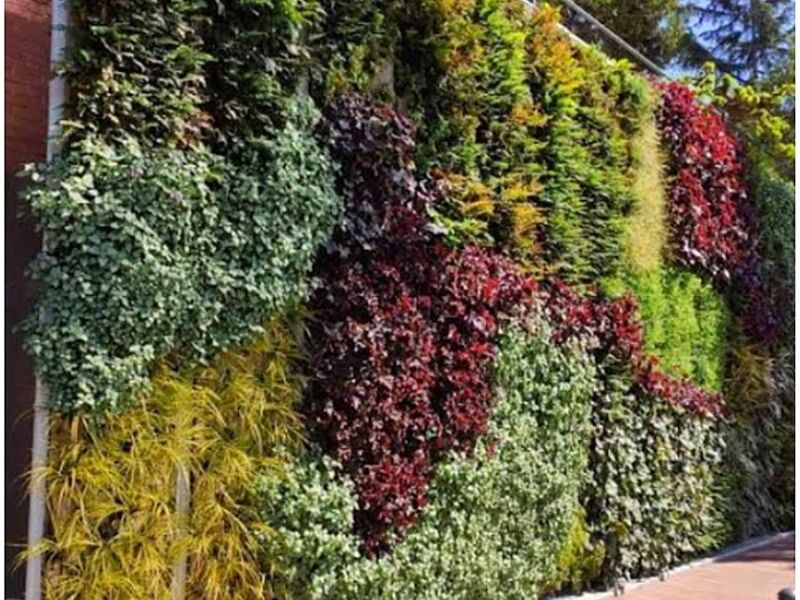 Diseño jardines Aralia México