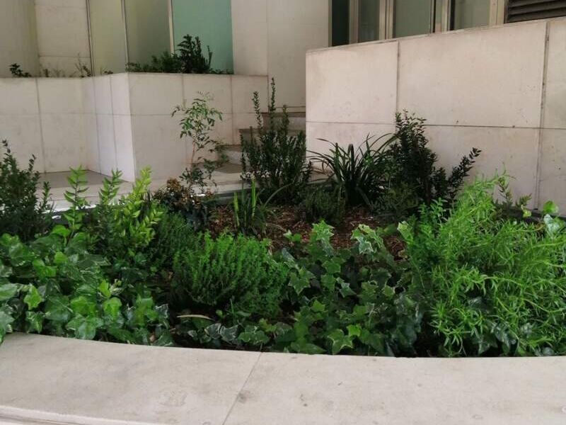 Diseño Jardin Corporativo Sustentable México