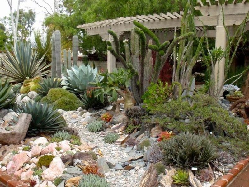 Diseño Jardín Cactus Suculentas Urbano México