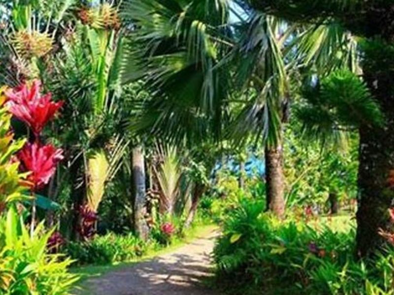 Diseño Jardín Tropical Chic México