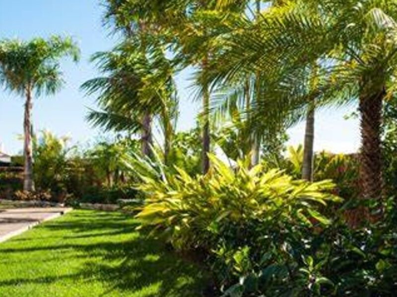 Diseño Jardín Tropical México