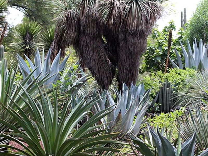 Diseño Jardín Flores Nativas México