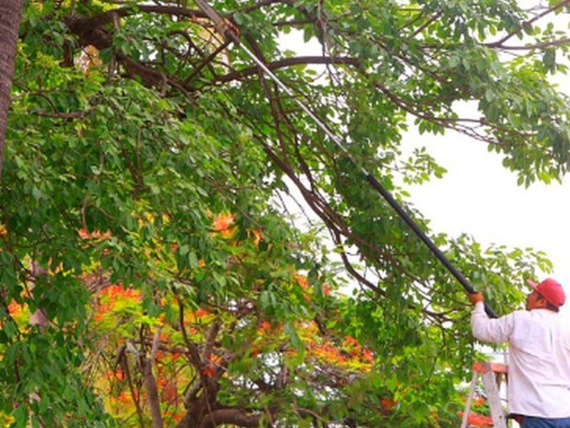 Podado  derribado  arboles México
