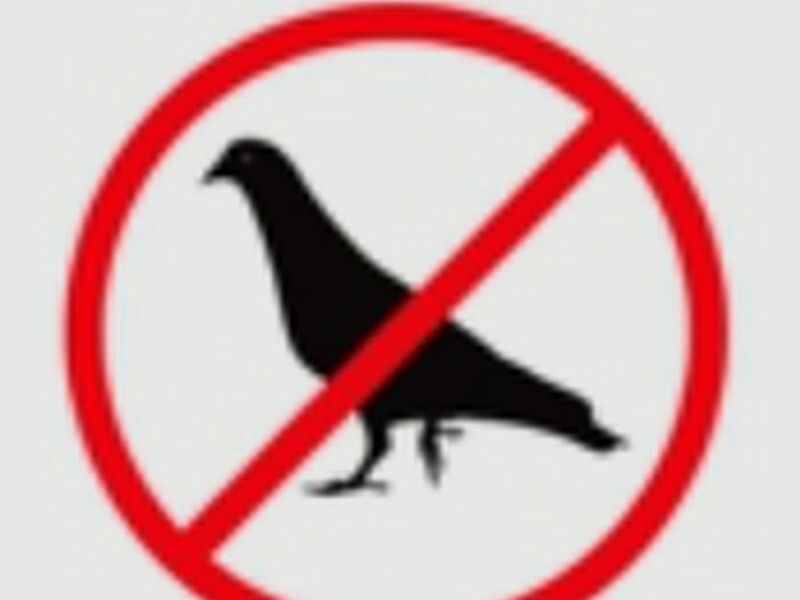 Fumigación Palomas México