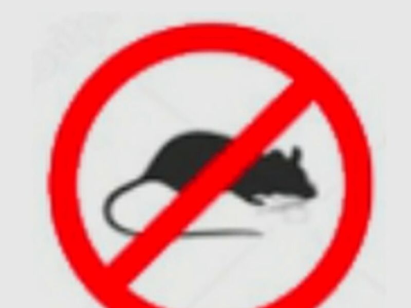 Fumigación Ratas México
