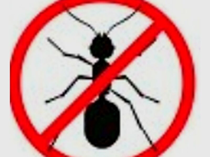 Fumigación Hormigas México