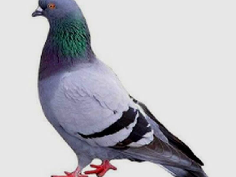 Fumigación Aves México