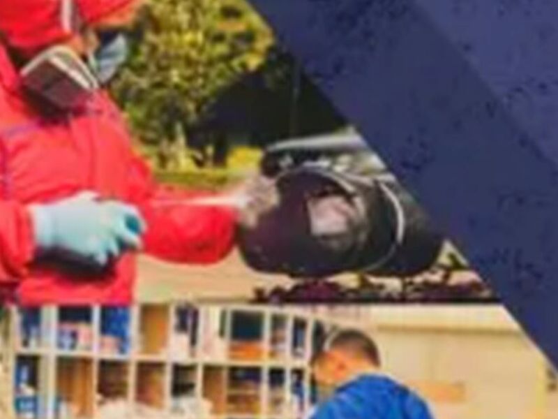 Fumigación pulgas México