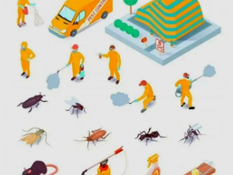 Fumigación Termitas México