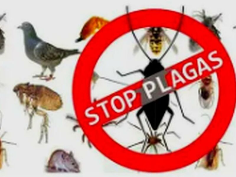 Fumigación Alacranes México