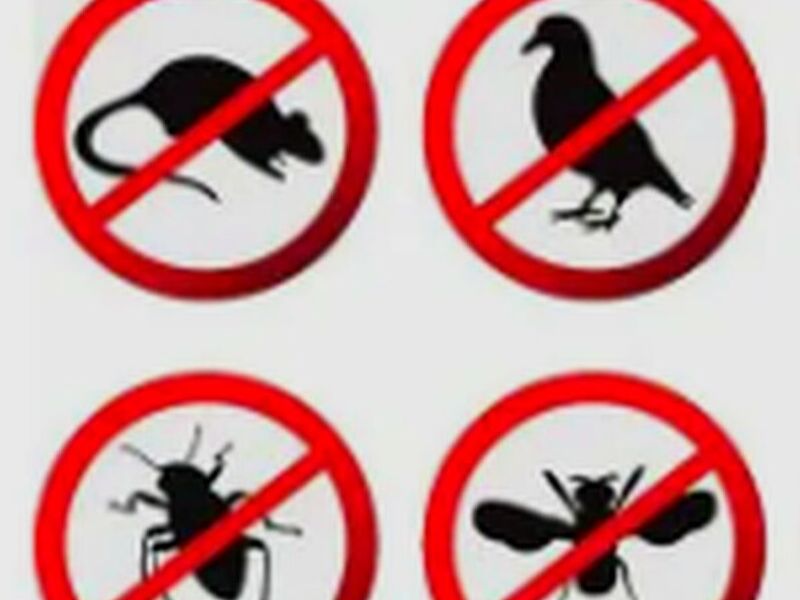 Fumigación Palomas México