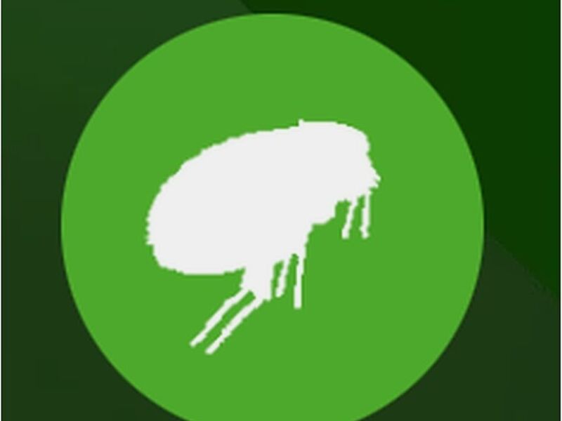 Fumigación pulgas México
