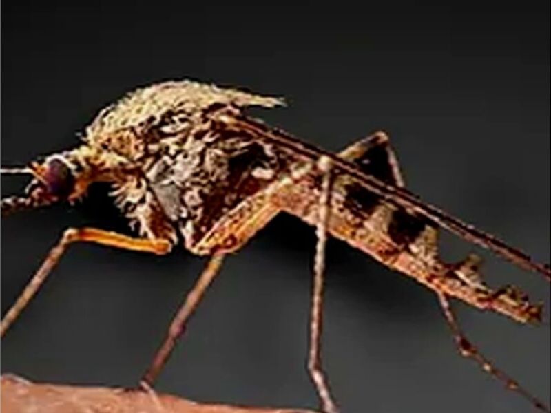 Control mosquito México