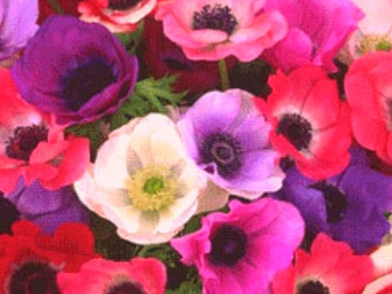 SEMILLAS ANEMONE MEXICO