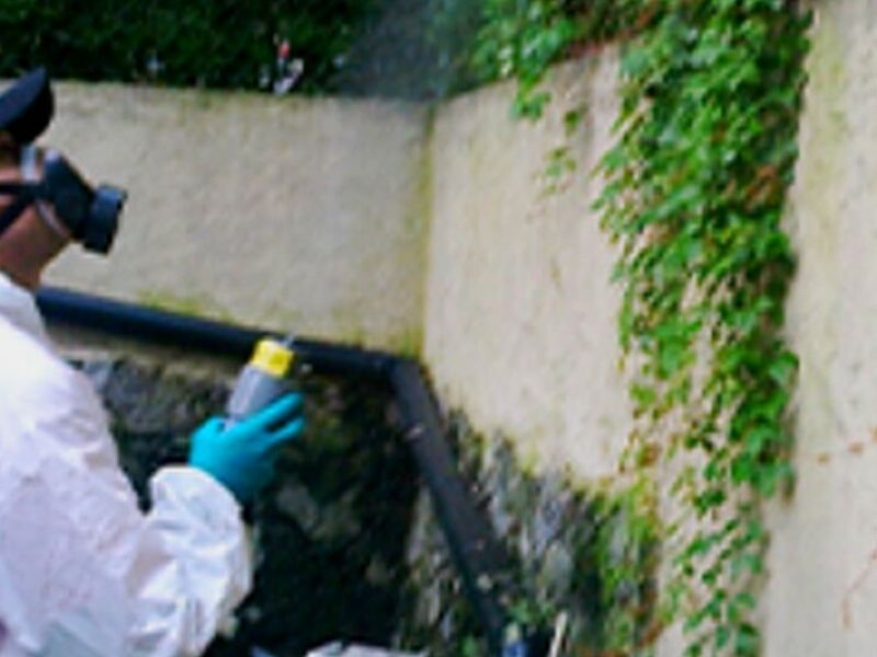 Fumigación Ratas México