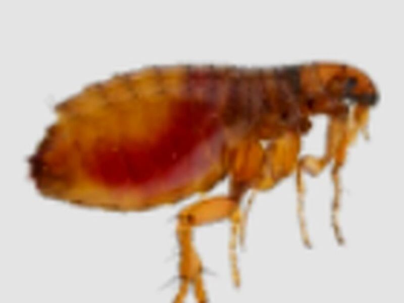Fumigación pulgas México